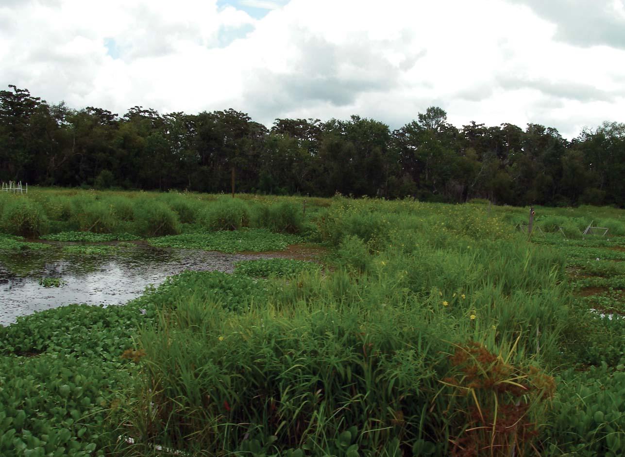 ** FLOTANT MARSH **